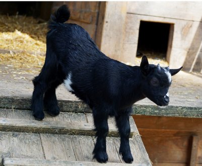 У Києві пройде аукціон племінних тварин