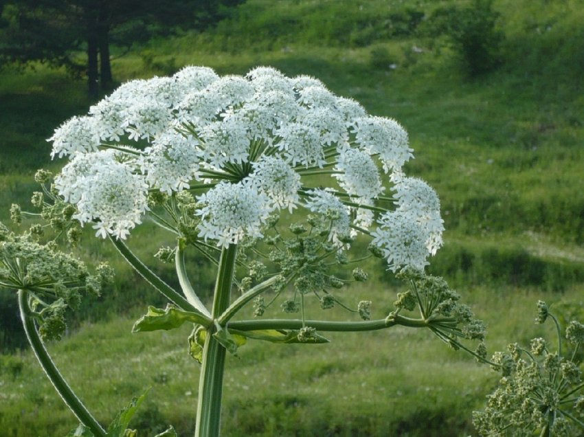 За вісім років Ленобласть звільнила від борщівника 28 тисяч гектарів За вісім років Ленобласть звільнила від борщівника 28 тисяч гектарів