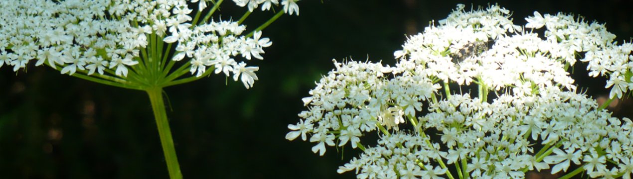 За вісім років Ленобласть звільнила від борщівника 28 тисяч гектарів