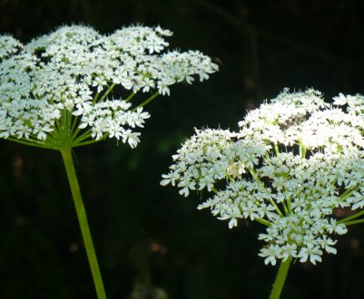 За вісім років Ленобласть звільнила від борщівника 28 тисяч гектарів