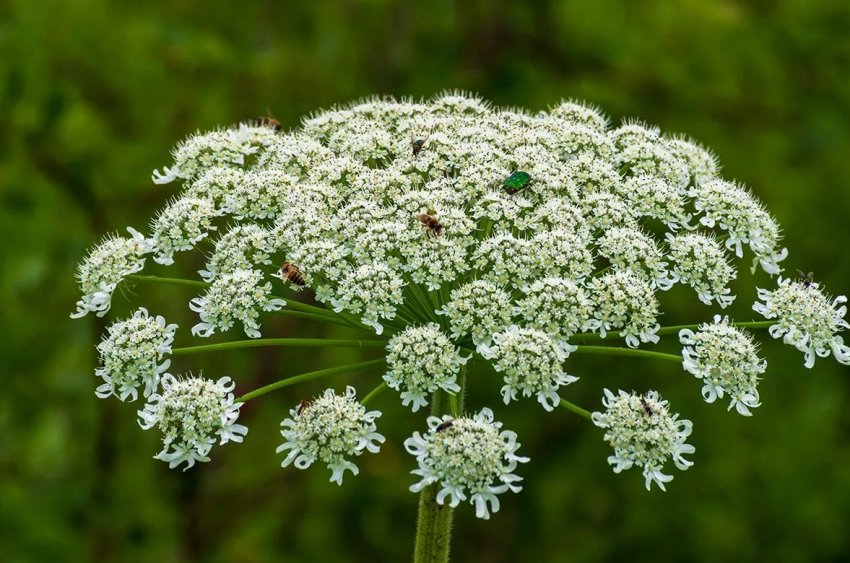 За вісім років Ленобласть звільнила від борщівника 28 тисяч гектарів За вісім років Ленобласть звільнила від борщівника 28 тисяч гектарів