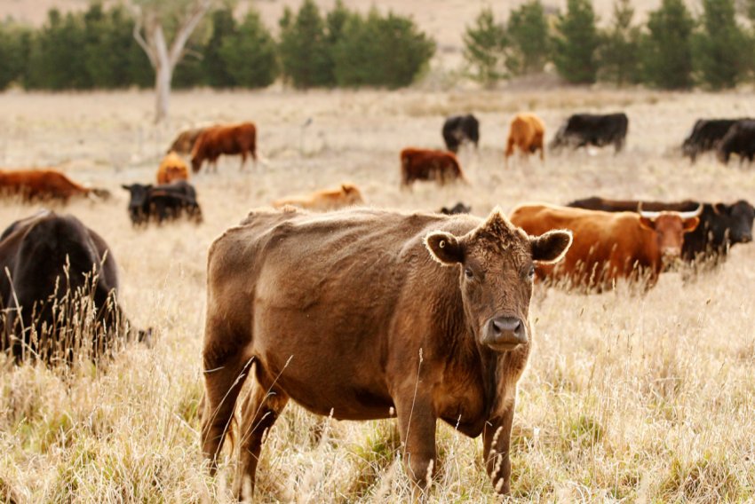 У Києві пройде аукціон племінних тварин У Києві пройде аукціон племінних тварин