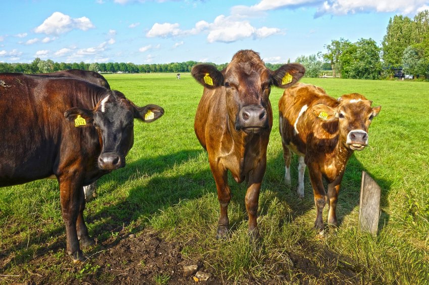Фермери Комі отримали оперативну допомогу» в розмірі 16 мільйонів рублів Фермери Комі отримали оперативну допомогу» в розмірі 16 мільйонів рублів