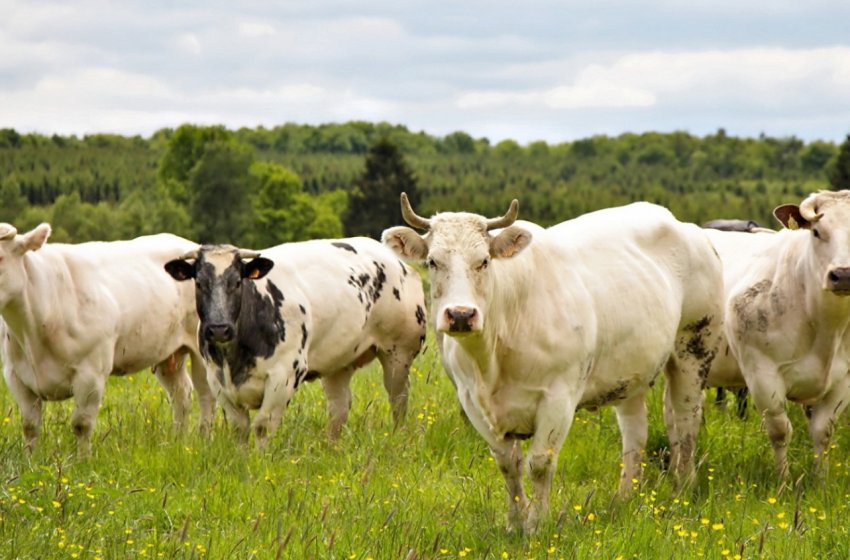 Фермери Комі отримали оперативну допомогу» в розмірі 16 мільйонів рублів Фермери Комі отримали оперативну допомогу» в розмірі 16 мільйонів рублів