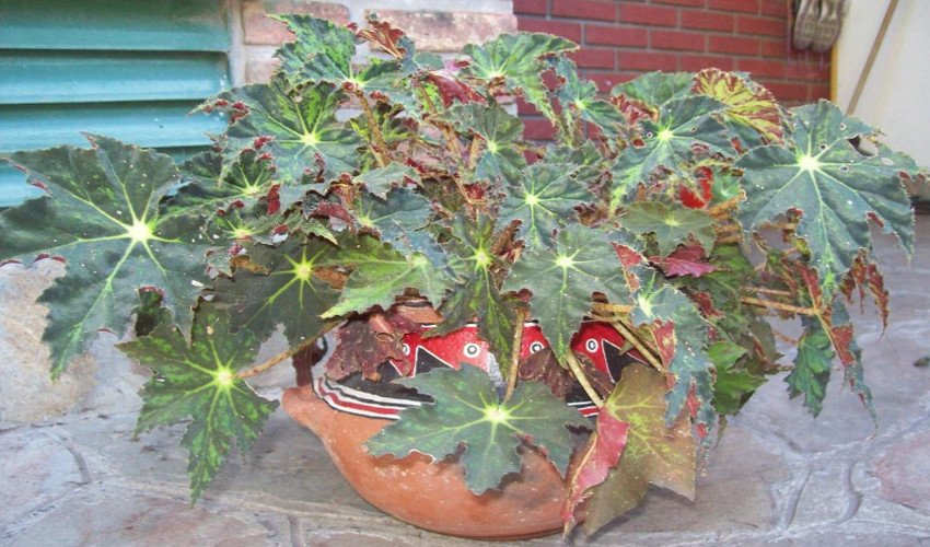 Бегонія Клеопатра