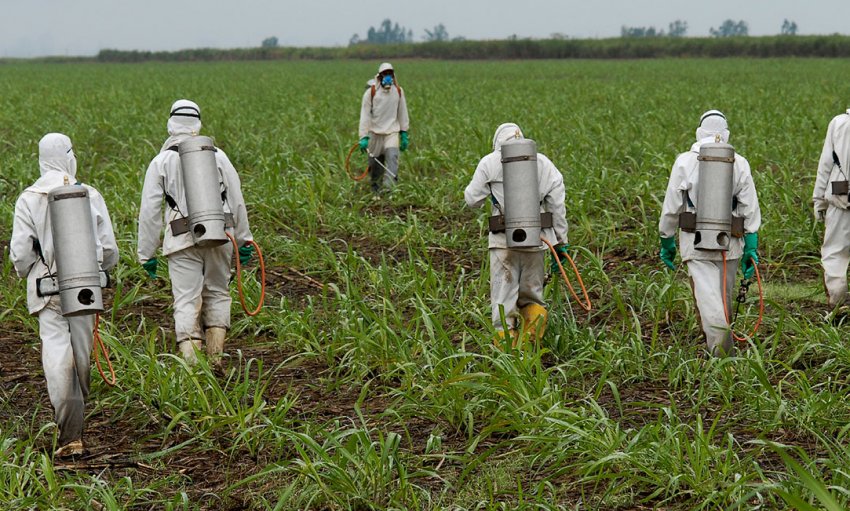 В Каліфорнійському університеті заборонено використання гліфосату