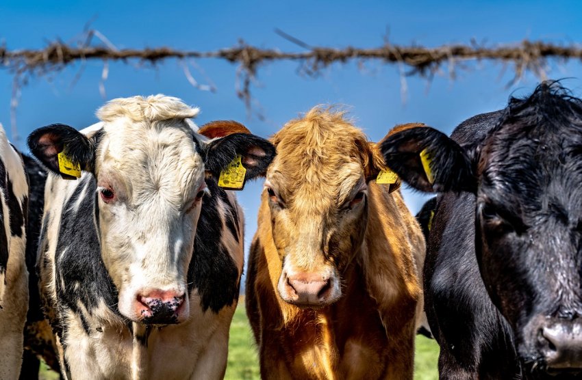 В Філіппінах великої рогатої худоби і свиней достатньо для ринку