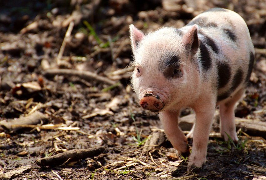 В Філіппінах великої рогатої худоби і свиней достатньо для ринку