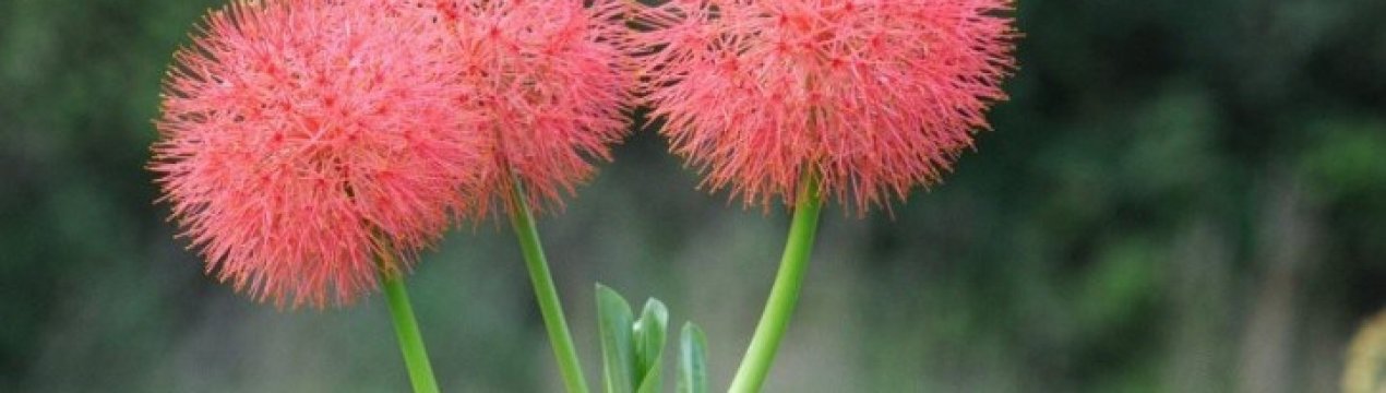 Гемантус: опис видів, догляд та розведення в домашніх умовах