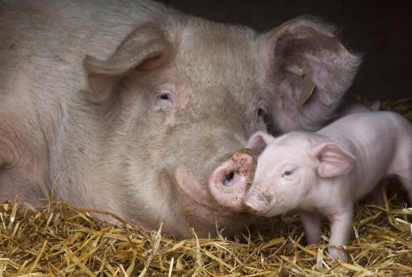 Ціни на свиней у ЄС: ринки залишаються збалансованими Ціни на свиней у ЄС: ринки залишаються збалансованими