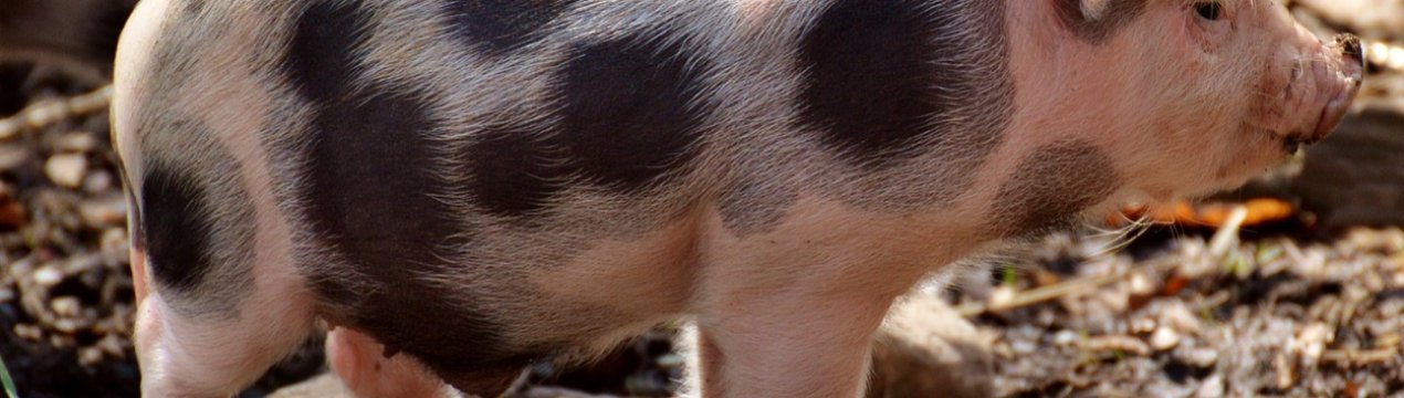 Ціни на свиней у ЄС: ринки залишаються збалансованими