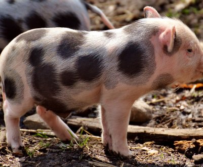 Ціни на свиней у ЄС: ринки залишаються збалансованими