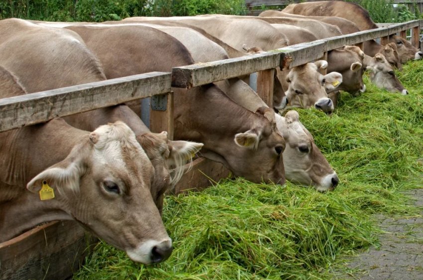 Британські фермери одними з перших відчули плавучу ферму Британські фермери одними з перших відчули плавучу ферму