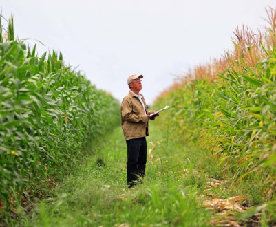 Ірландські фермери вимагають впровадження програми сталого розвитку