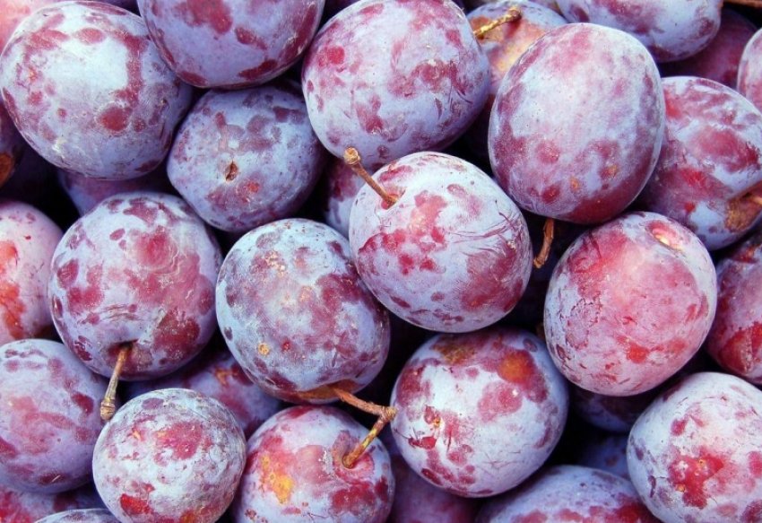 Сливи Сливи