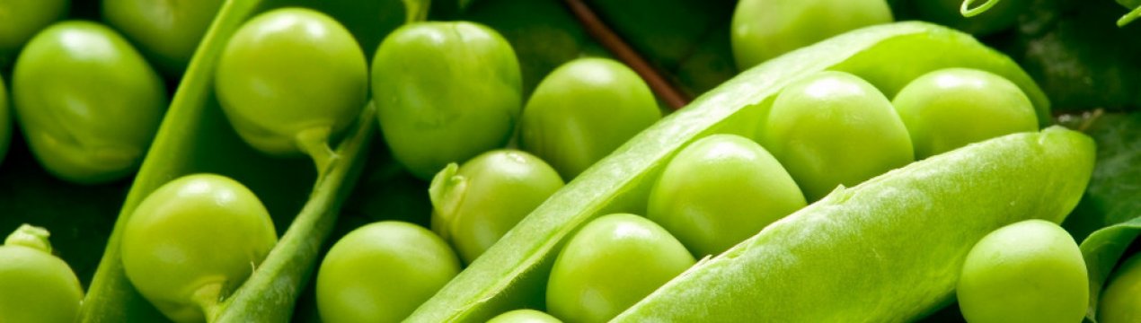 Горох: користь і шкода для здоров'я