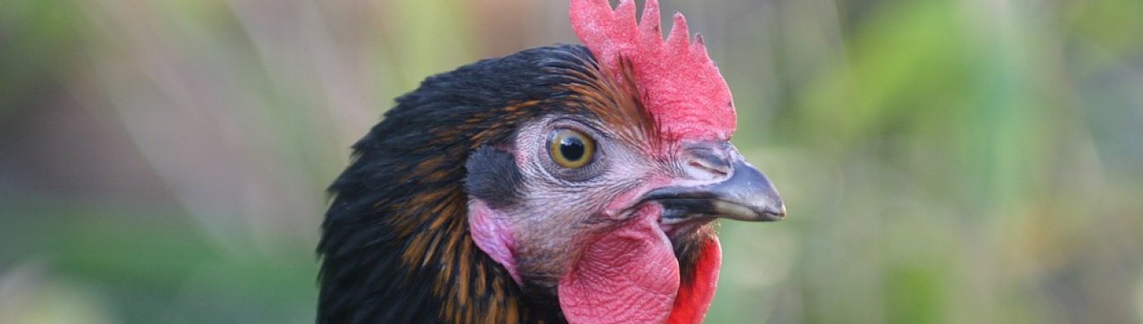 У Житомирській області планують побудувати птахофабрику та комбікормовий завод