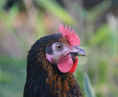 У Житомирській області планують побудувати птахофабрику та комбікормовий завод