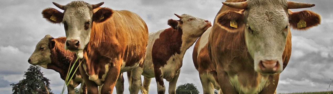 Селяни Херсонської області відмовляються від вирощування ВРХ