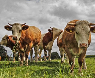 Селяни Херсонської області відмовляються від вирощування ВРХ