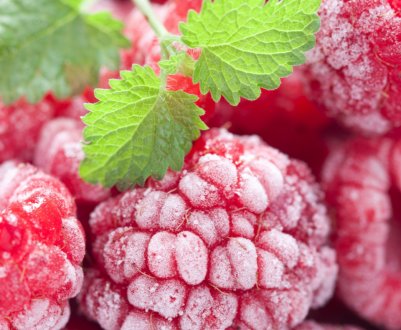 Київське підприємство «Агровесна» запускає холодильник на 200 тонн ягід