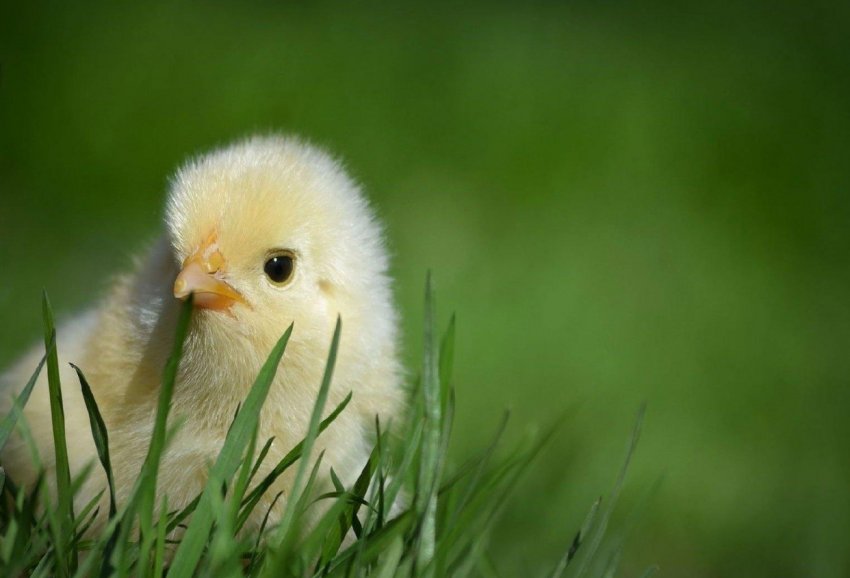 В Житомирській області планують побудувати птахофабрику та комбікормовий завод В Житомирській області планують побудувати птахофабрику та комбікормовий завод