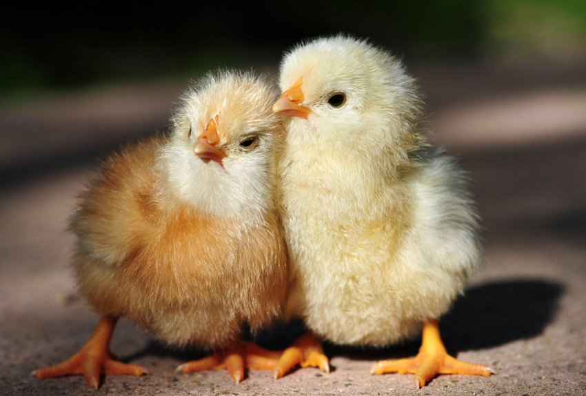 В Житомирській області планують побудувати птахофабрику та комбікормовий завод В Житомирській області планують побудувати птахофабрику та комбікормовий завод