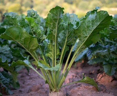 У Сумській області скоротилися посіви цукрових буряків і зупинилося виробництво цукру