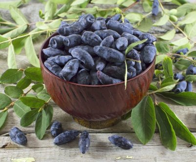 В Україні відкрився сезон збору жимолості