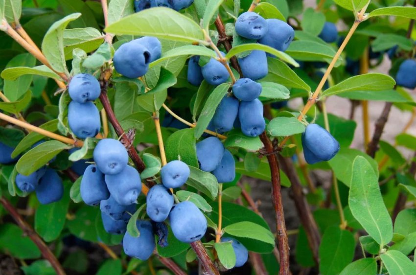 В Україні відкрився сезон збору жимолості В Україні відкрився сезон збору жимолості