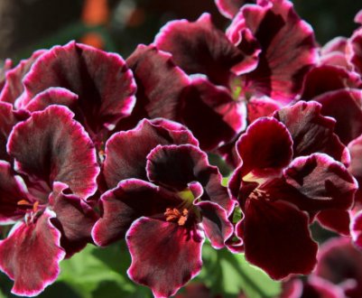 Догляд та розмноження герані королевської в домашніх умовах