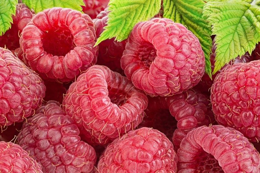 Українські виробники малини змушені застосовувати більше фунгіцидів Українські виробники малини змушені застосовувати більше фунгіцидів