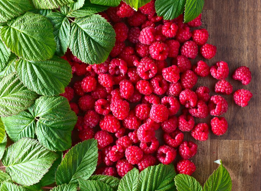 Українські виробники малини змушені застосовувати більше фунгіцидів Українські виробники малини змушені застосовувати більше фунгіцидів