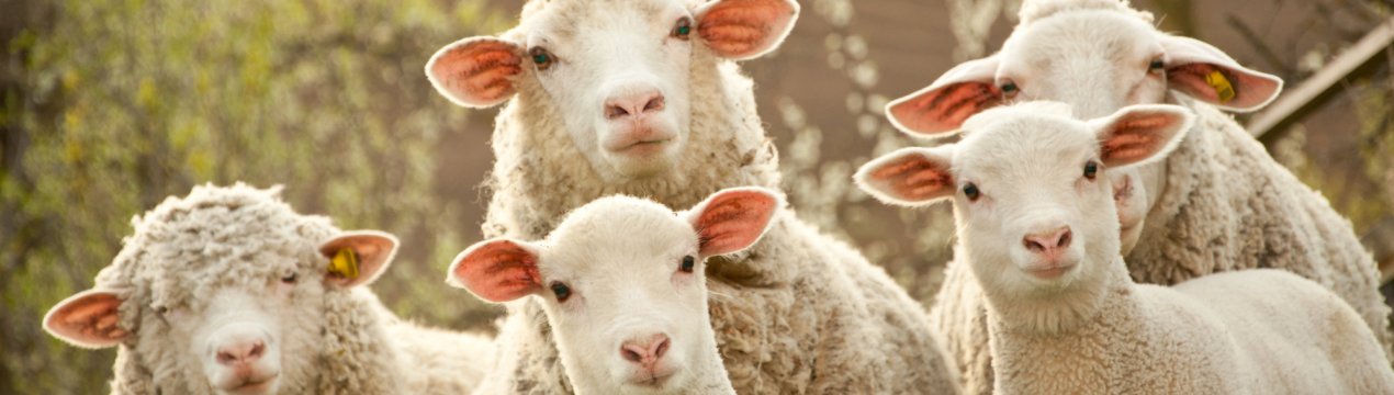 Ставропольські фахівці на генному рівні підправлять «м'ясистість» російський овець