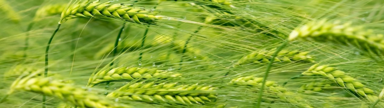 У цьому сезоні Україна може збільшити експорт зерна на 7,3 відсотка