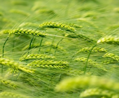 У цьому сезоні Україна може збільшити експорт зерна на 7,3 відсотка