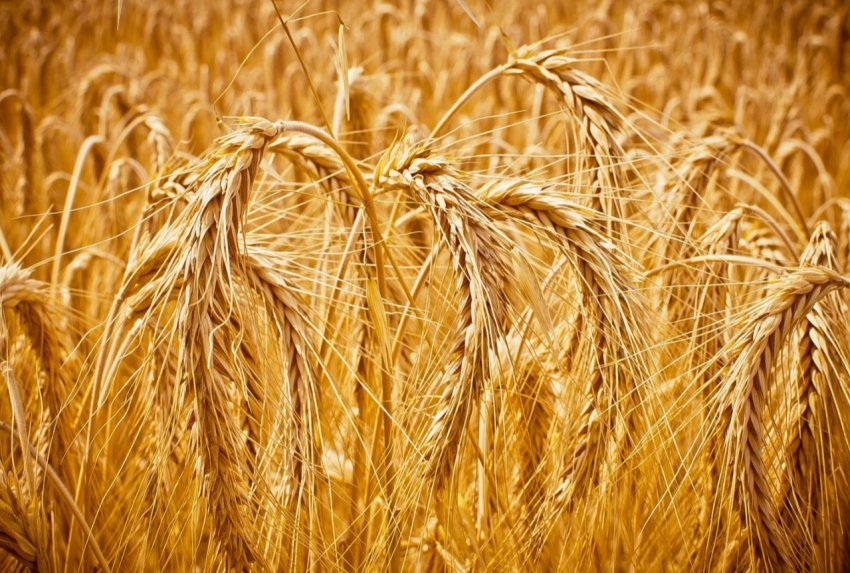 В цьому сезоні Україна може збільшити експорт зерна на 7,3 відсотка В цьому сезоні Україна може збільшити експорт зерна на 7,3 відсотка