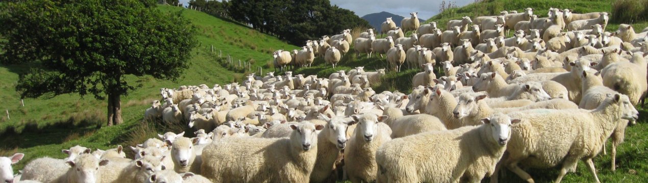 Австралійський сектор тваринництва може крупно втратити, якщо не поліпшить добробут тварин