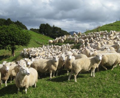 Австралійський сектор тваринництва може крупно втратити, якщо не поліпшить добробут тварин
