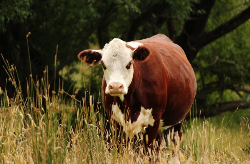 Селяни Херсонської області відмовляються від вирощування ВРХ Селяни Херсонської області відмовляються від вирощування ВРХ