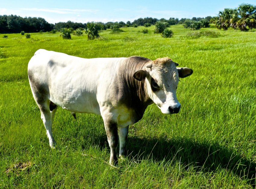 Селяни Херсонської області відмовляються від вирощування ВРХ Селяни Херсонської області відмовляються від вирощування ВРХ