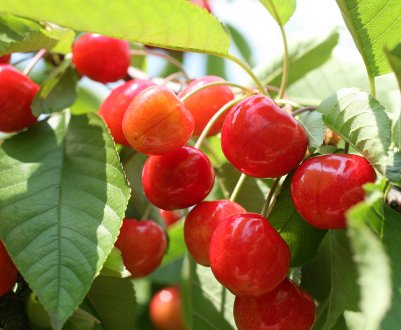 В Україні очікується рекордний урожай черешні