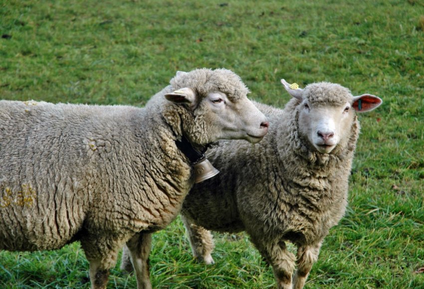 Ставропольські фахівці на генному рівні підправлять «м'ясистість» російський овець Ставропольські фахівці на генному рівні підправлять «м'ясистість» російський овець