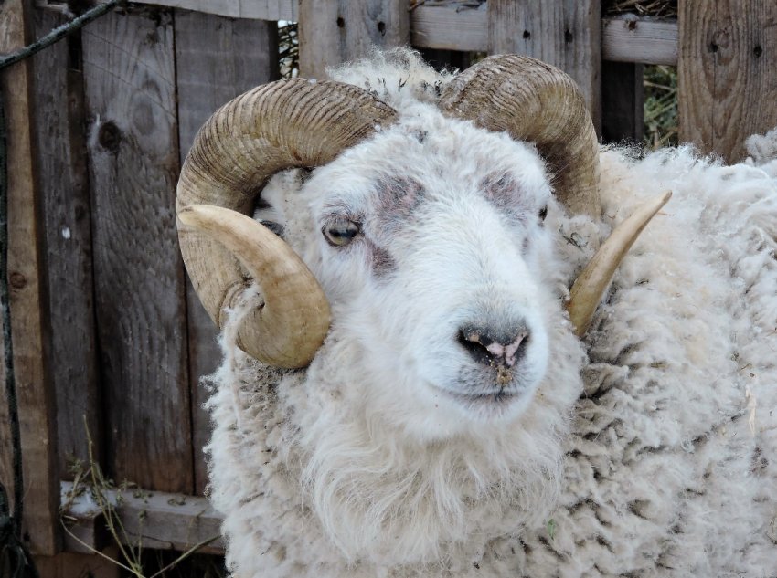 Ставропольські фахівці на генному рівні підправлять «м'ясистість» російський овець Ставропольські фахівці на генному рівні підправлять «м'ясистість» російський овець