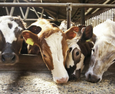 Харчування крс