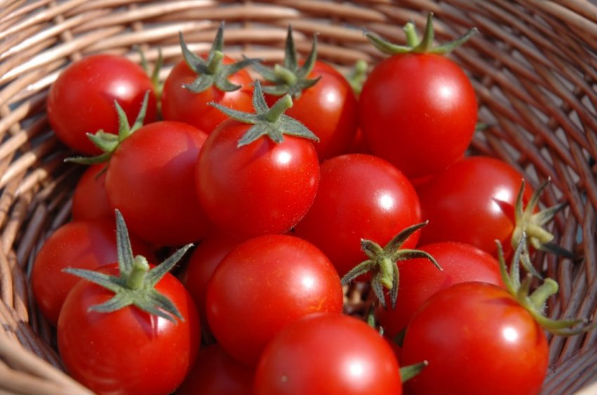 Новосибірські «Дівчата» забезпечать Росію раннім врожаєм томатів Новосибірські «Дівчата» забезпечать Росію раннім врожаєм томатів