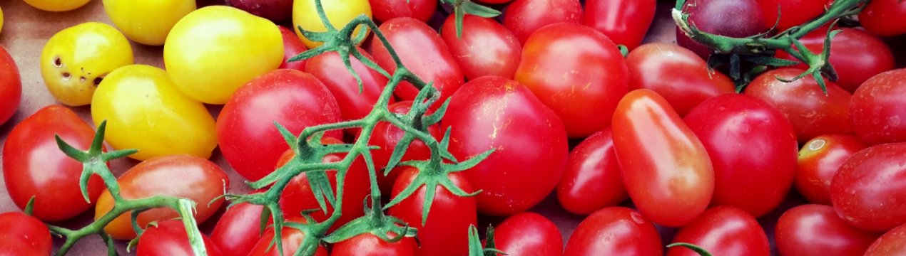 Новосибірські «Дівчата» забезпечать Росію раннім врожаєм томатів