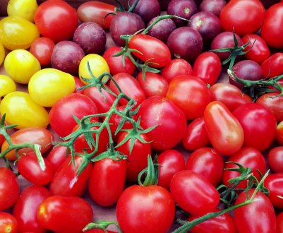 Новосибірські «Дівчата» забезпечать Росію раннім врожаєм томатів