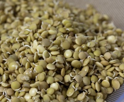 Як і яку сочевицю можна пророщувати будинку для їжі