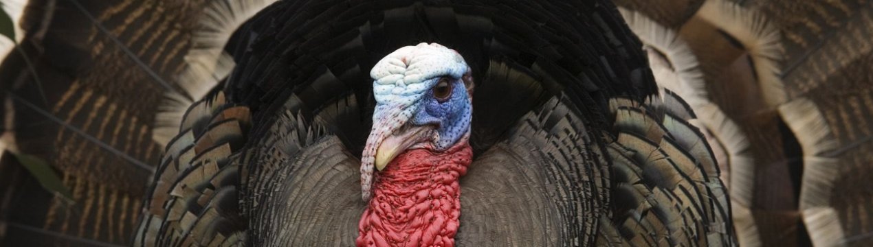 Уряд Росії допомагає досвідченим птахівникам відкривати торговельні мережі